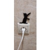 Işık Anahtarınızdaki Kedi T6453603