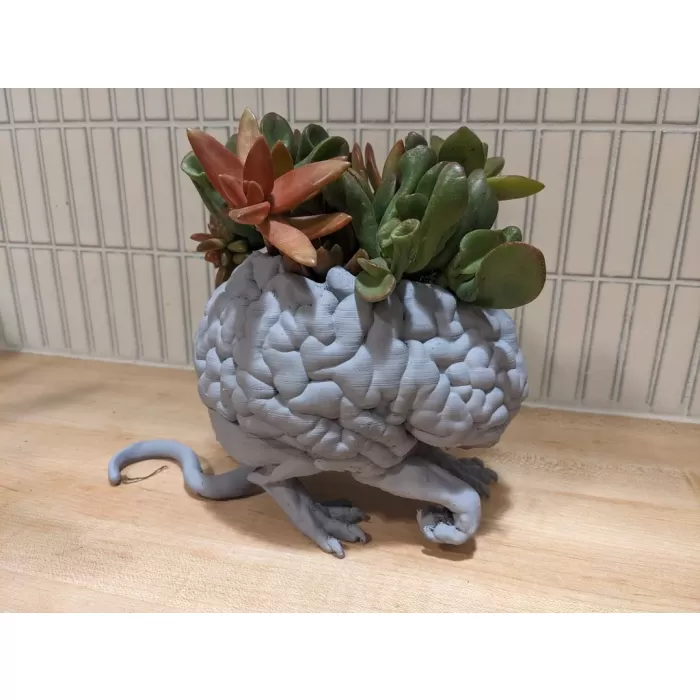 Succulent  Saksı T6294976