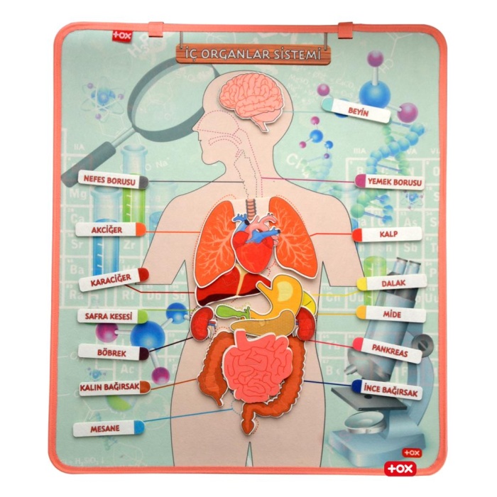 İç Organlar Sistemi Keçe Duvar Panosu , Eğitici Oyuncak