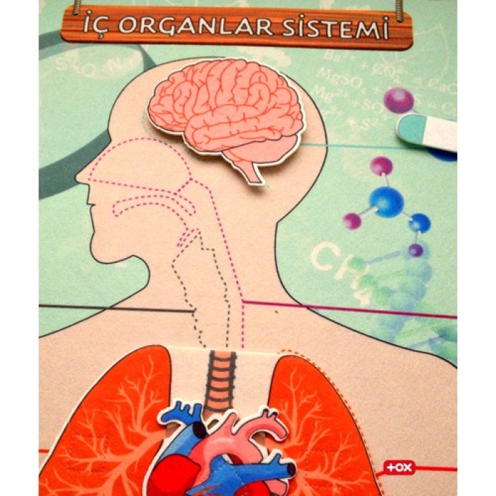 İç Organlar Sistemi Keçe Duvar Panosu , Eğitici Oyuncak