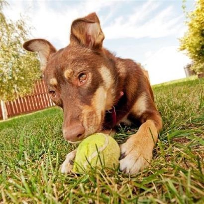 ®  3Lü Renkli Desenli Tenis Topu Kedi Köpek Oyuncağı