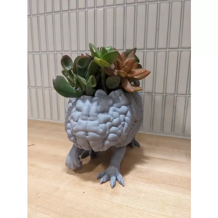 Succulent  Saksı T6294976