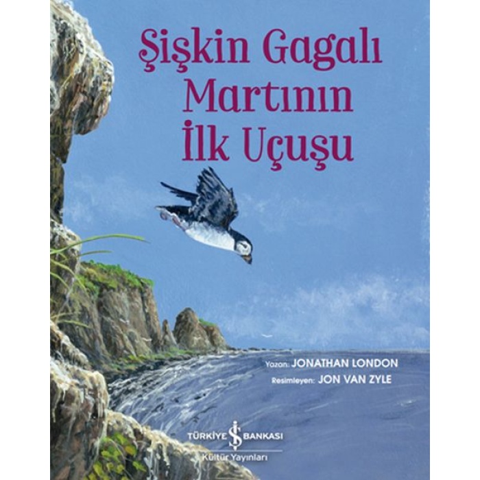 Şişkin Gagalı Martının İlk Uçuşu