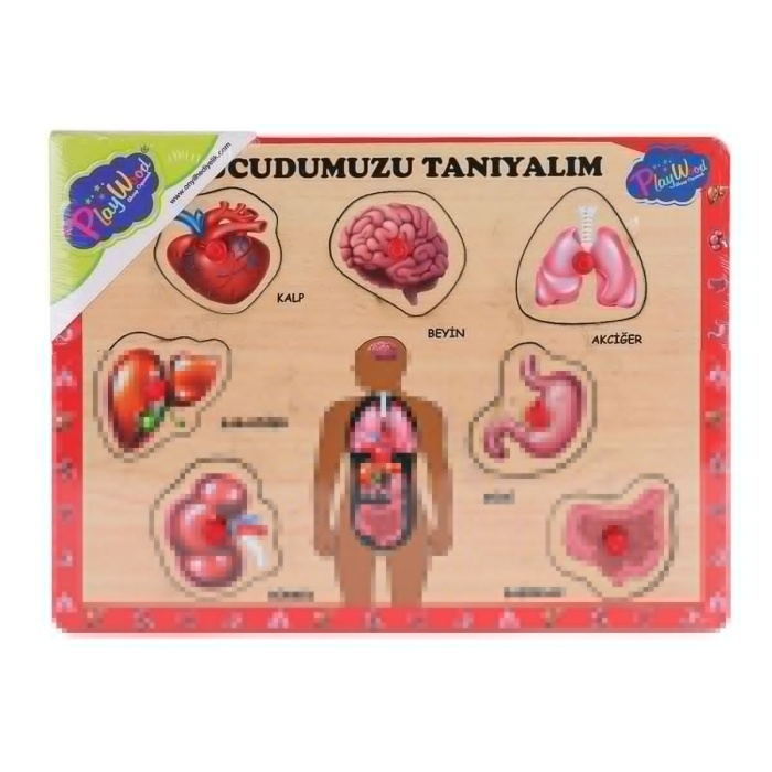 Ony-287 288 Ahşap Tutmalı Vücumuzu Tanıyalım -