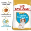 Royal Canin Cavalier King Charles Puppy Yavru Köpek Maması 1,5 Kg